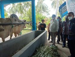 Pemda Parigi Moutong Resmikan Kandang Sapi Komunal Program Sosial BI