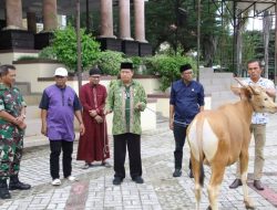 Wabup Parigi Moutong Serahkan Dua Ekor Sapi Kurban Ke Ponpes