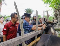 Pemkab Parigi Moutong Mulai Gencarkan Vaksinasi PMK Untuk Hewan Ternak