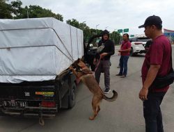 6 Anjing K9 Bantu Lacak Peredaran Narkoba di Pelabuhan Bakauheni, Ini Hasilnya