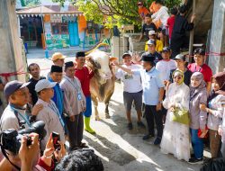 Warga Talise Terima Bantuan Sapi Kurban Berbobot 1.040 kg Dari Presiden