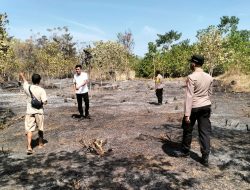 50 Pohon Mente Hangus di Parigi Barat, Api Diduga Berasal dari Tumpukan Sampah