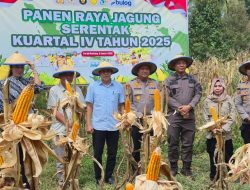 Kapolres Parimo Optimistis Panen Jagung 40 Ton di Tengah Cuaca Panas