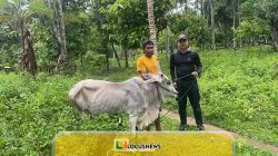 Koperasi IPR Kayuboko Salurkan 4 Sapi Kurban Jelang Idul Adha, Sekaligus Normalisasi DAS