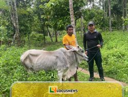 Koperasi IPR Kayuboko Salurkan 4 Sapi Kurban Jelang Idul Adha, Sekaligus Normalisasi DAS