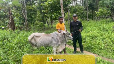 Koperasi IPR Kayuboko Salurkan 4 Sapi Kurban Jelang Idul Adha, Sekaligus Normalisasi DAS