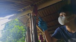 Polisi Selidiki Mayat Misterius Tergantung di Kebun Moutong, Identitas Masih Dicari