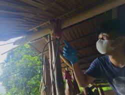 Polisi Selidiki Mayat Misterius Tergantung di Kebun Moutong, Identitas Masih Dicari