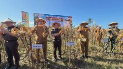 Kejati Sulteng Panen Jagung 5 Hektare di Parimo, Dorong Kolaborasi Pangan