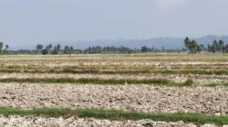Air Bendungan Sausu Menyusut, 5.533 Hektare Sawah di Parimo Terancam Telat Tanam