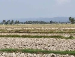 Air Bendungan Sausu Menyusut, 5.533 Hektare Sawah di Parimo Terancam Telat Tanam