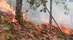 Kebakaran Lahan di Parimo Meluas ke Kawasan Hutan, 3,5 Hektare Terdampak